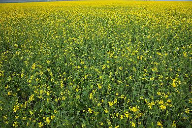 第一人称射击游戏《巫火》新实机演示 即将登陆Epic抢先体验